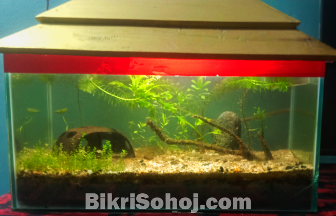 Planted aquarium